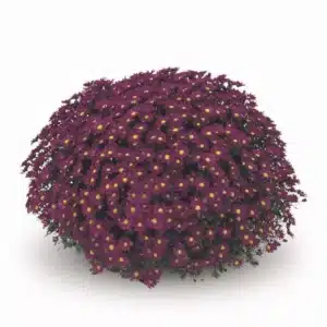 Chrysanten paars met geel hartje