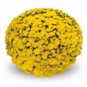Chrysanten geel