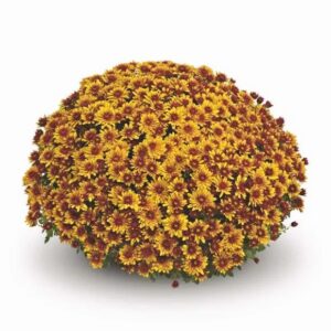 Chrysanten brons