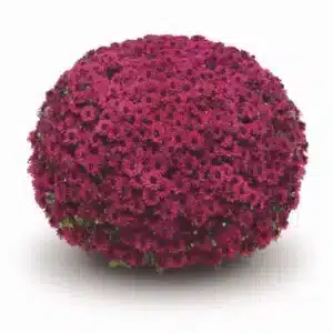 Chrysanten paars
