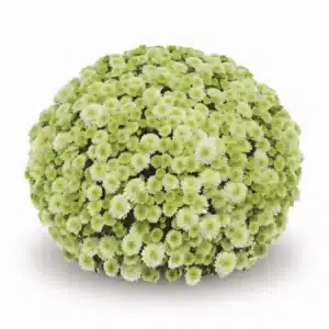 Chrysanten pistache