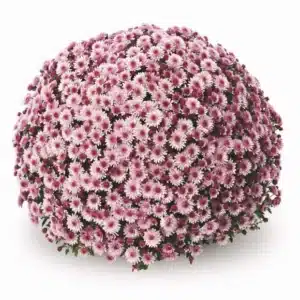 Chrysanten roze