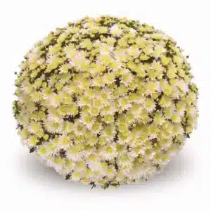 Chrysanten wit
